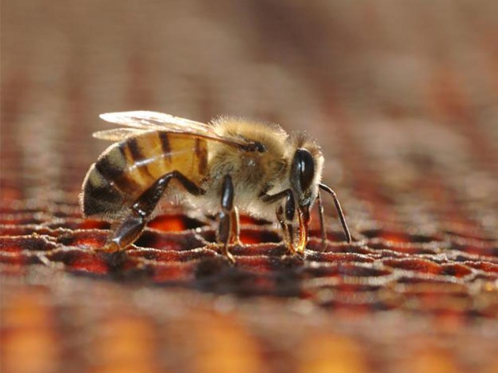 Una abeja en un panal.