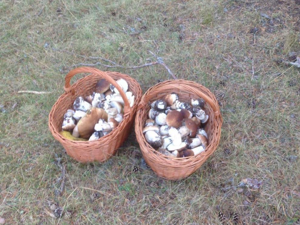 Gran recolección de boletus y rebollones en la Sierra de Albarracín