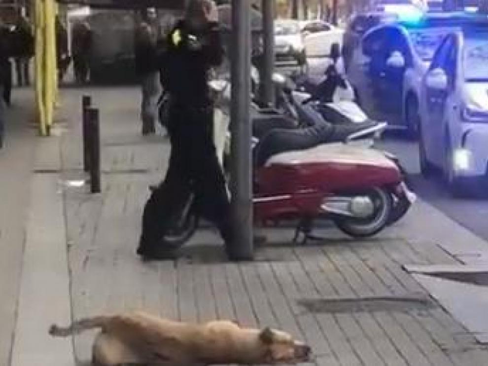 El perro abatido por un agente de la Guardia Urbana de Barcelona.