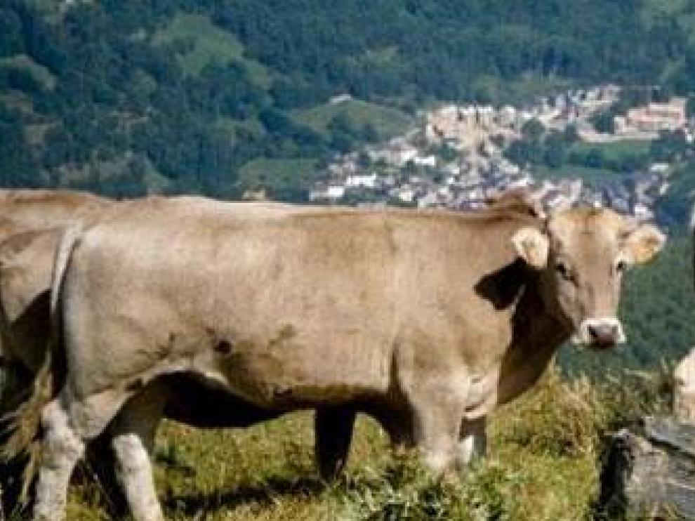 En la imagen, varios ejemplares de ganado vacuno del Pirineo.