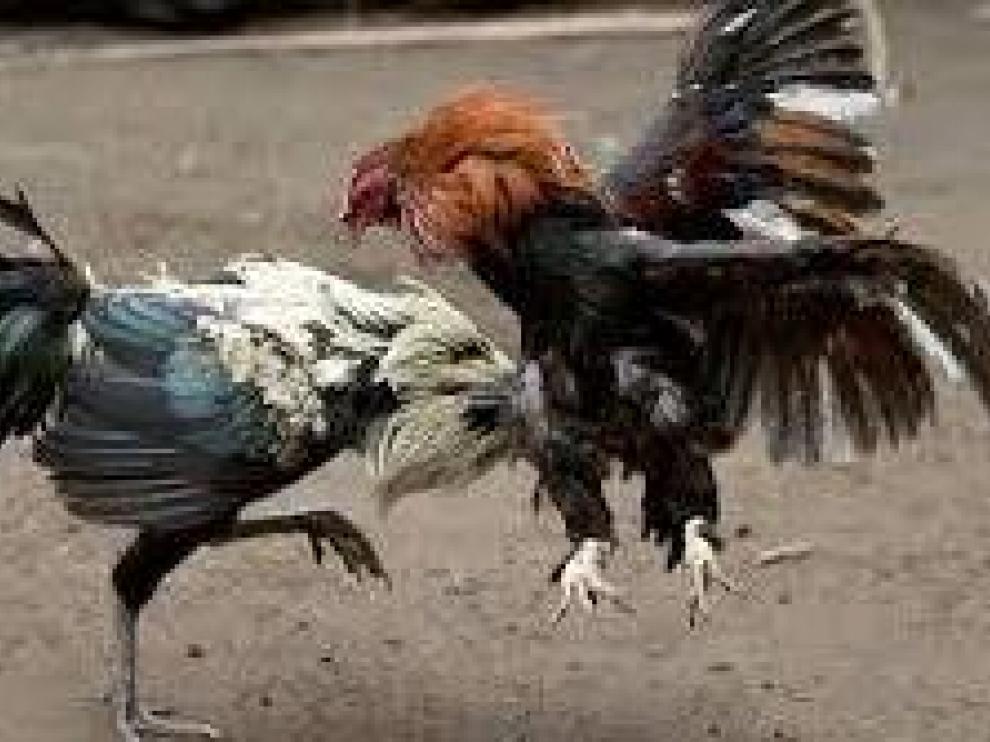 Imagen de archivo de una pelea de gallos.