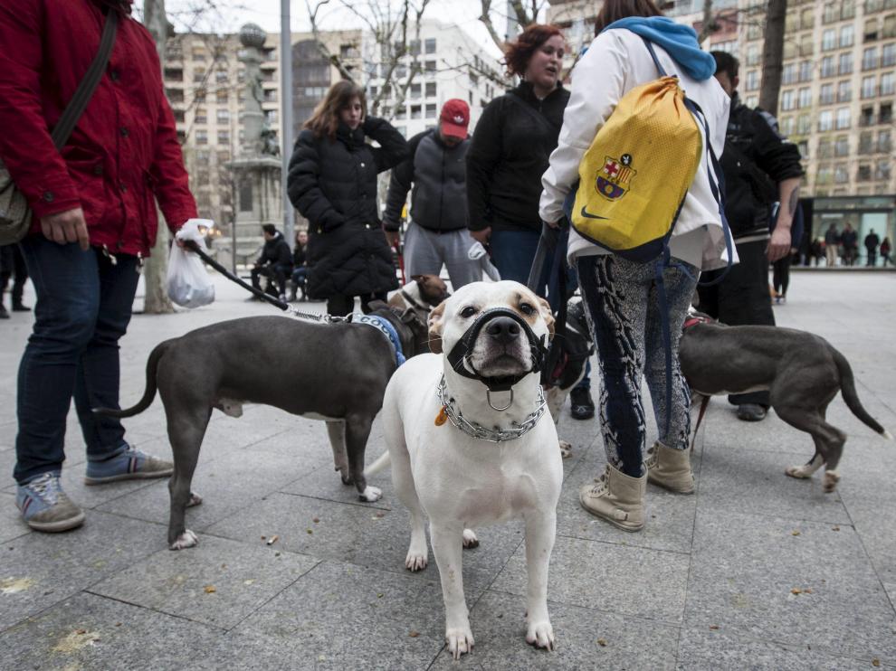Manifestación en apoyo a las razas de los perros potencialmente peligrosos en Zaragoza.