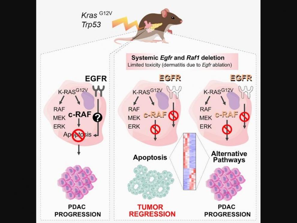 Al eliminar simultáneamente dos dianas terapéuticas, se consigue que el tumor desaparezca