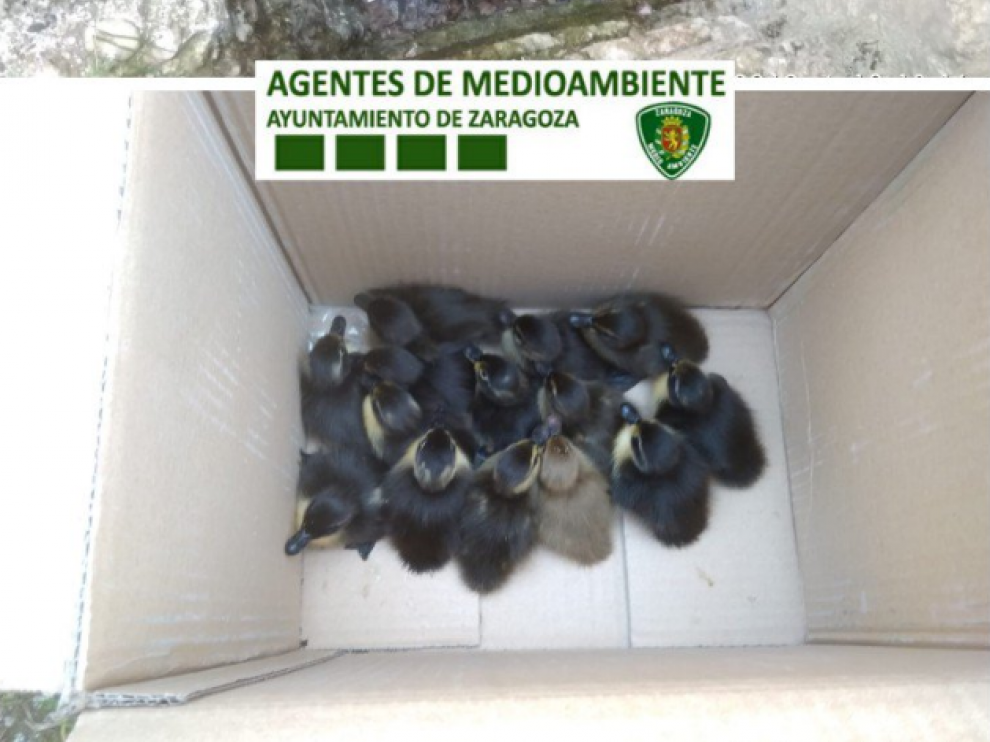 Los 14 patitos rescatados del interior del pozo.