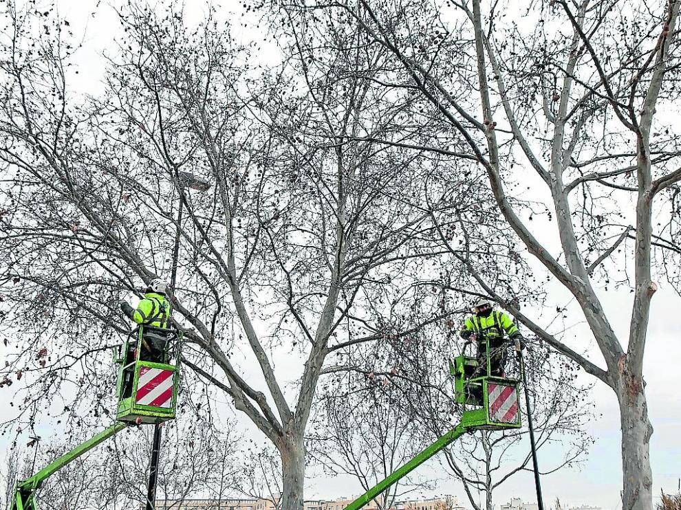ARAGON PODA DE ARBOLES EN LA CALLE COSUENDA / 27-01-2017 / FOTO: ARANZAZU NAVARRO