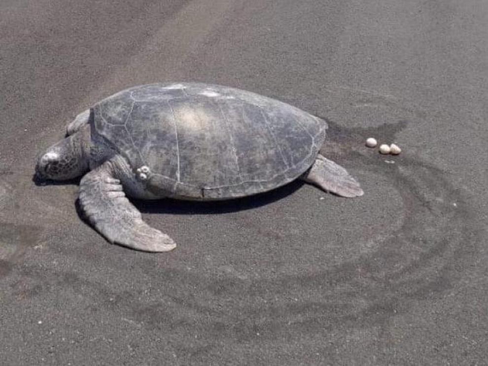 La tortuga verde poniendo los huevos en la pista de aterrizaje.