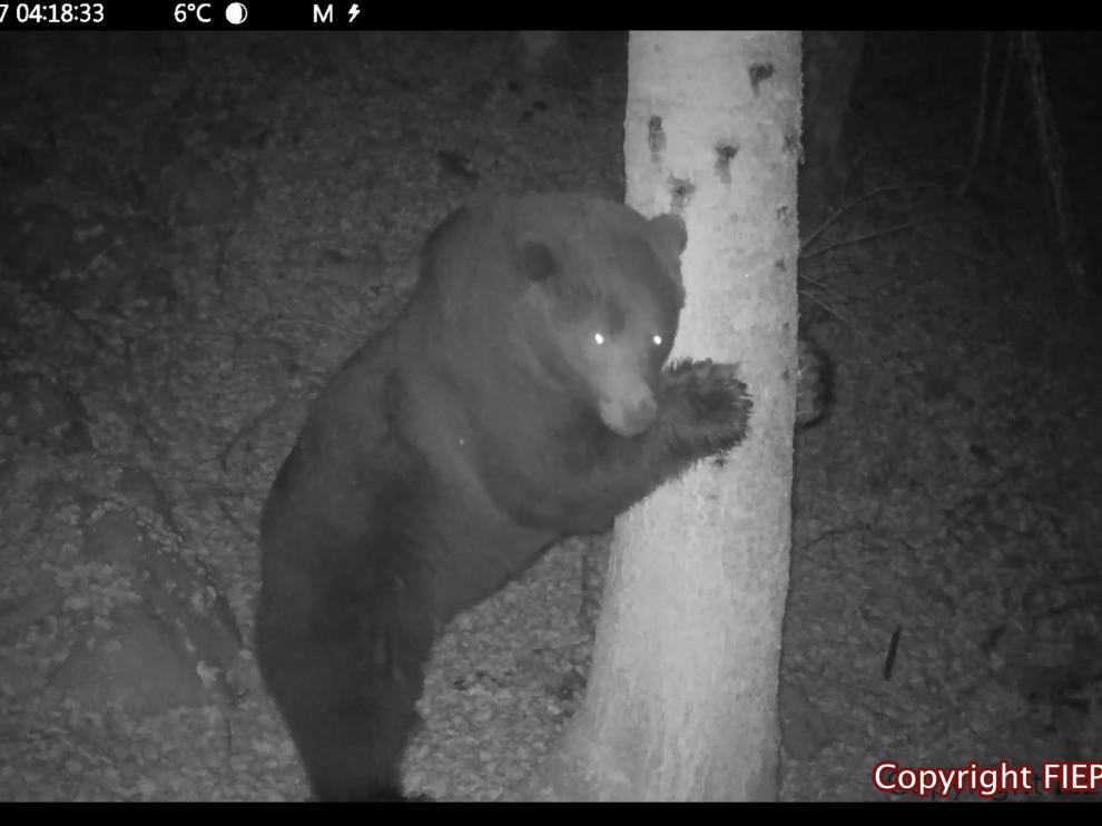 Neré, captada por una de las cámaras instaladas para seguir a la población de osos.