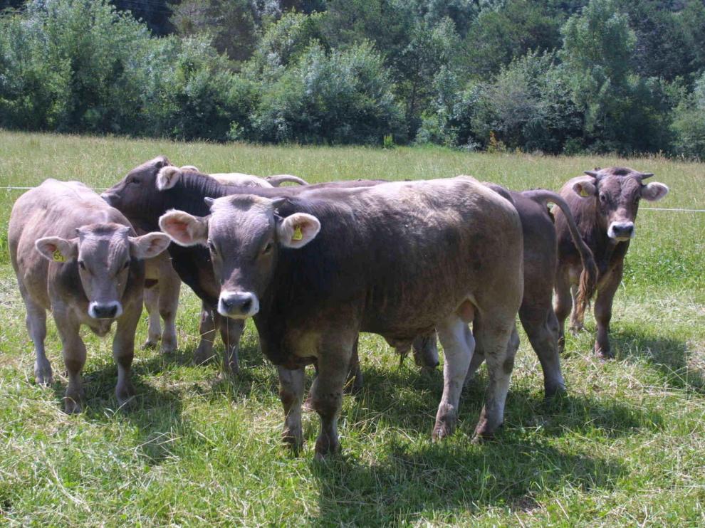 Ejemplares de vacuno de carne de una explotación de la provincia de Huesca.