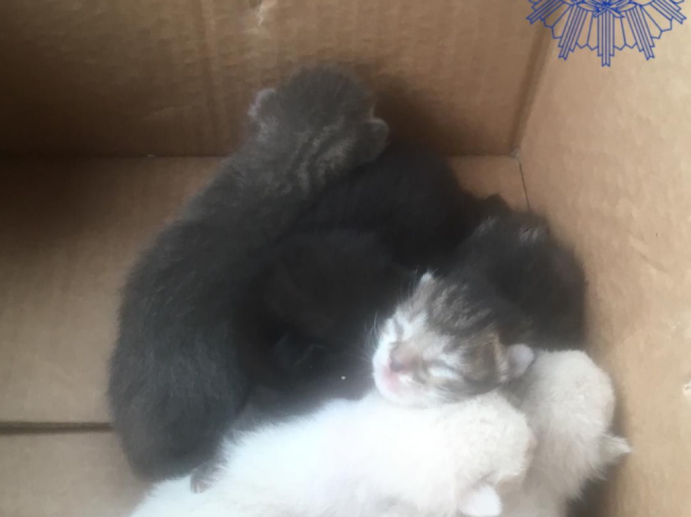 Los gatos de tan solo unos días que buscan adopción.