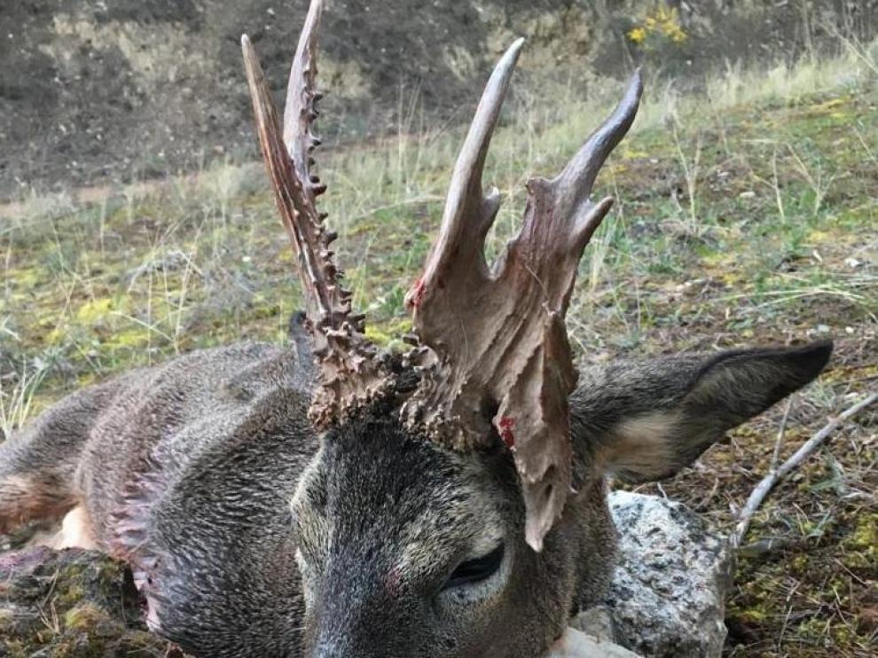 Corzo con cornamenta de extraña morfología capturado en Calatayud.