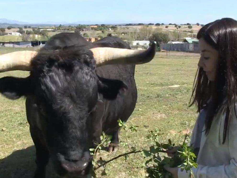 Marius, el buey que Pacma confundió por un toro de lidia.