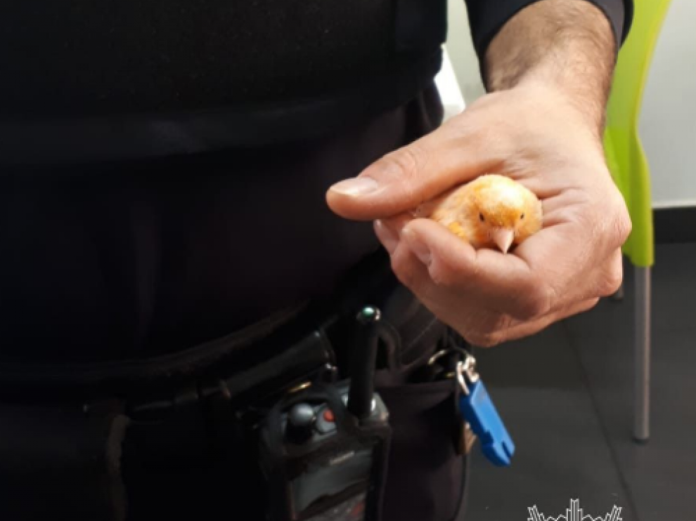 El pequeño canario recogido por la Policía Local de Zaragoza.