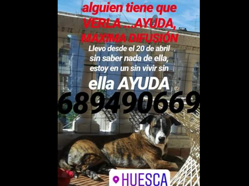 La familia lleva buscando al animal 17 días.