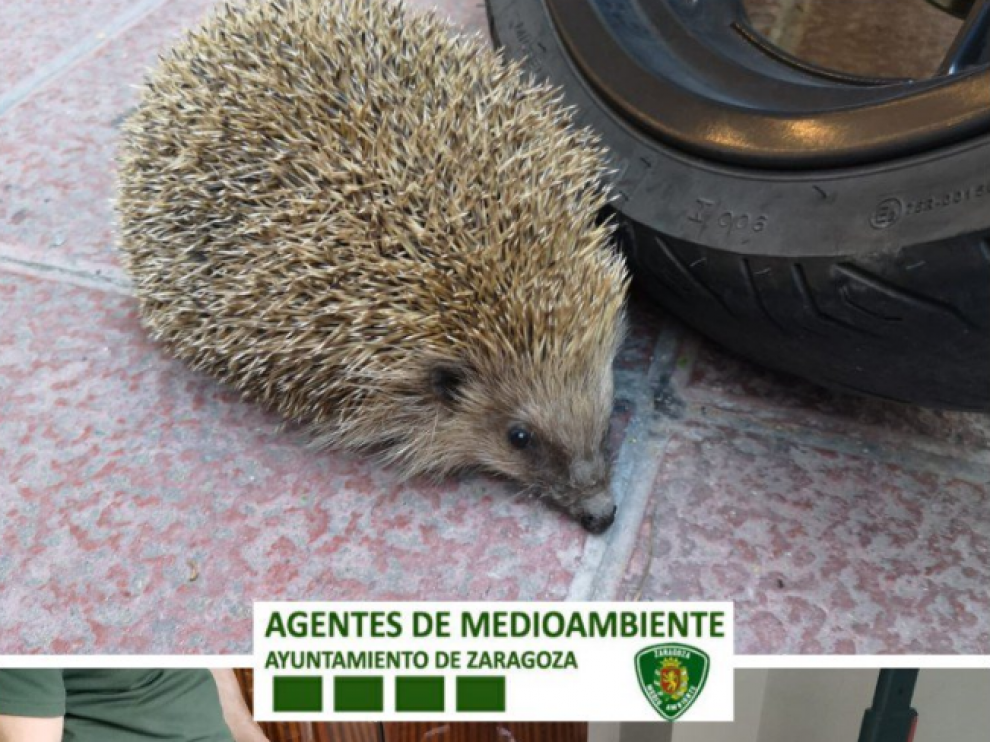 Los agentes recogen al erizo que ha aparecido en la calle Bolonia.