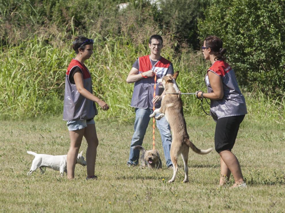 Imagen de archivo de un paseo con perros del Centro de Protección Animal.