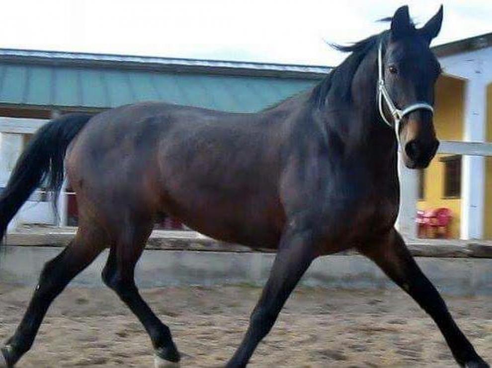 Ratina D, yegua desaparecida en El Burgo de Ebro.