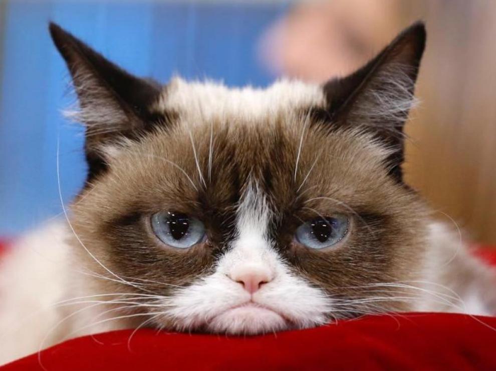 Grumpy cat, una cara inolvidable que ha dado mucho juego en internet.
