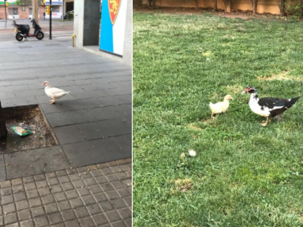 Imagen de los patitos que la Policía Local de Zaragoza ha subido a su Twitter.