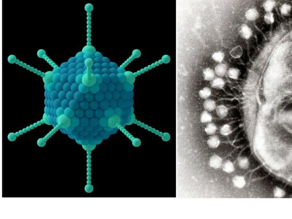 Simulación de un adenovirus. A la derecha, bacteriófagos intentando infectar una bacteria e una imagen de microscopía electrónica