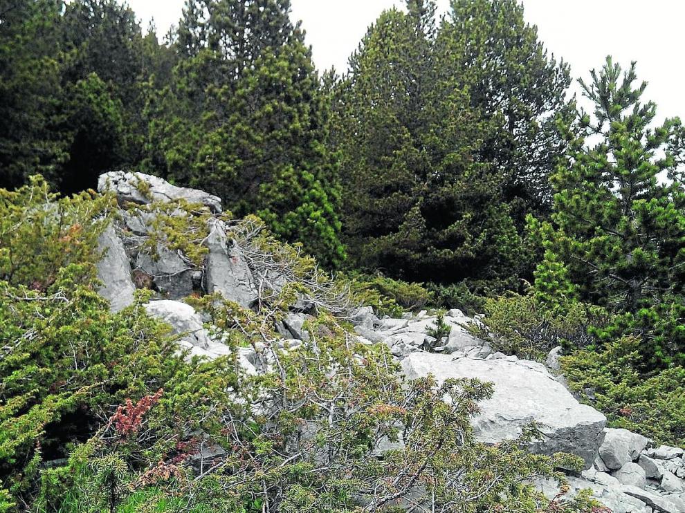 El dolmen encontrado cerca de Peña del Mediodía está camuflado entre el bosque. Algunas piedras se encuentran fuera del sitio.