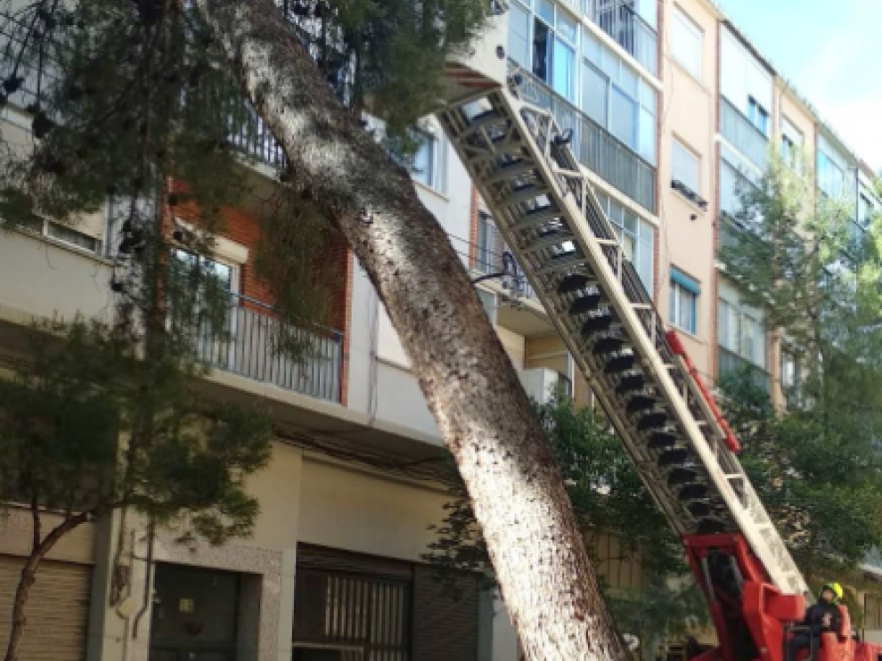 El árbol caído en la calle de Eloy Martínez.