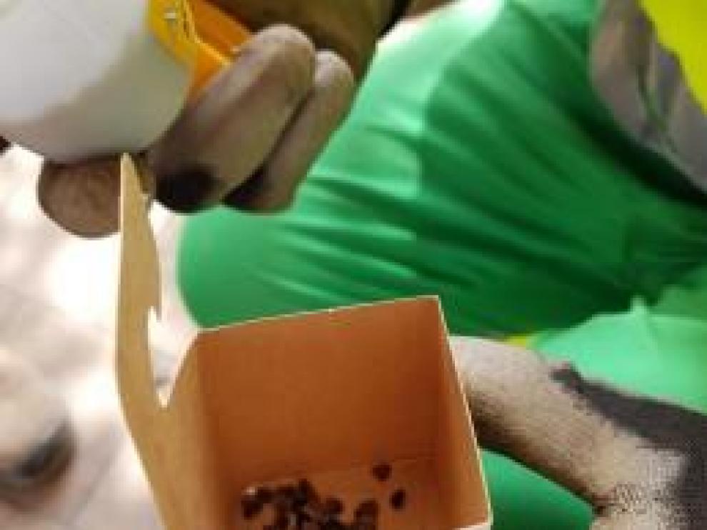 Pequeñas cajas con insectos se colocan en los árboles para combatir las plagas.