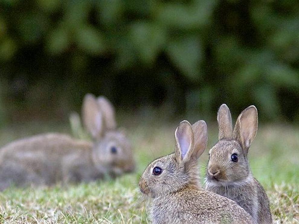 La presencia de conejos en los campos de cereal se ha convertido en una auténtica pesadilla para los agricultores aragoneses.