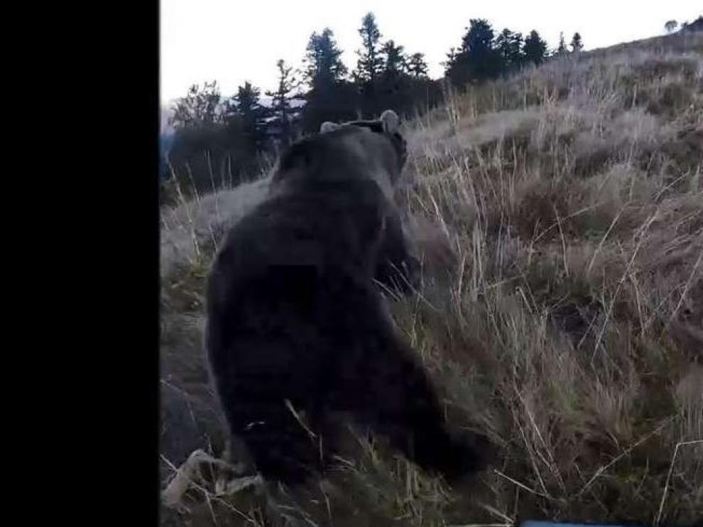 Imagen de la suelta de la osa Claverina en octubre pasado en el Pirineo francés.