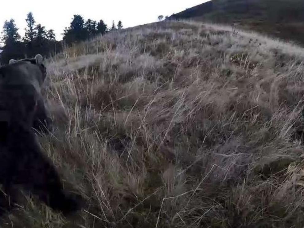 Imagen de la suelta de la osa Claverina en octubre pasado en el Pirineo francés.
