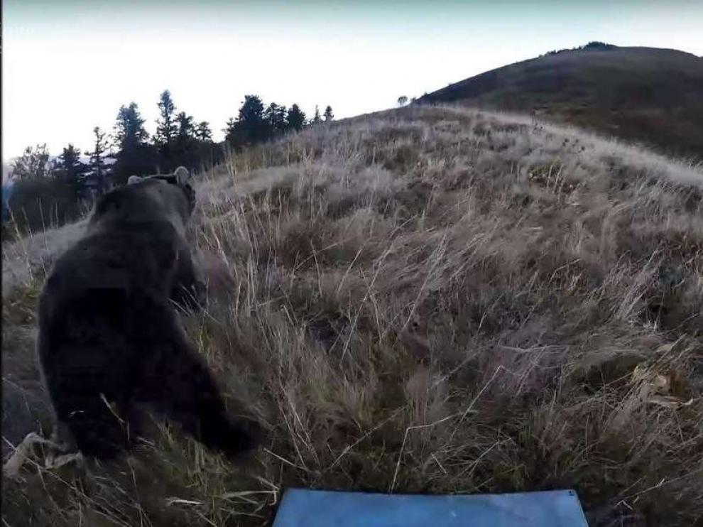 Imagen de la suelta de la osa Claverina en octubre pasado en el Pirineo francés.
