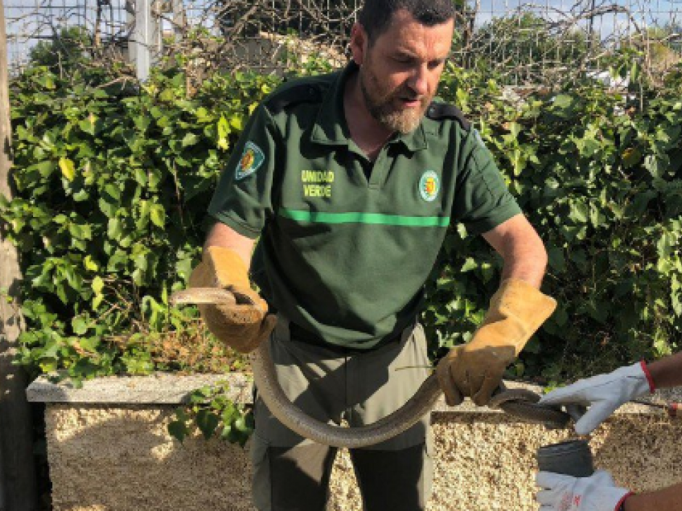 Los técnicos de la Unidad Verde retirando una culebra de escalera en Zaragoza
