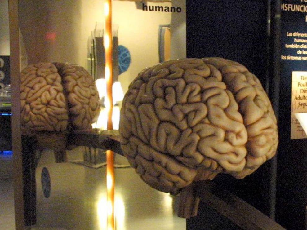 El cerebro hace bien cosas que nosotros no haríamos tan bien.