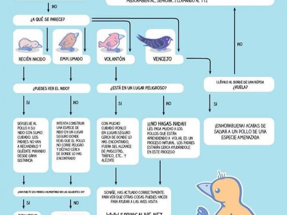 ¿Qué hacer si encuentras un polluelo en el suelo?