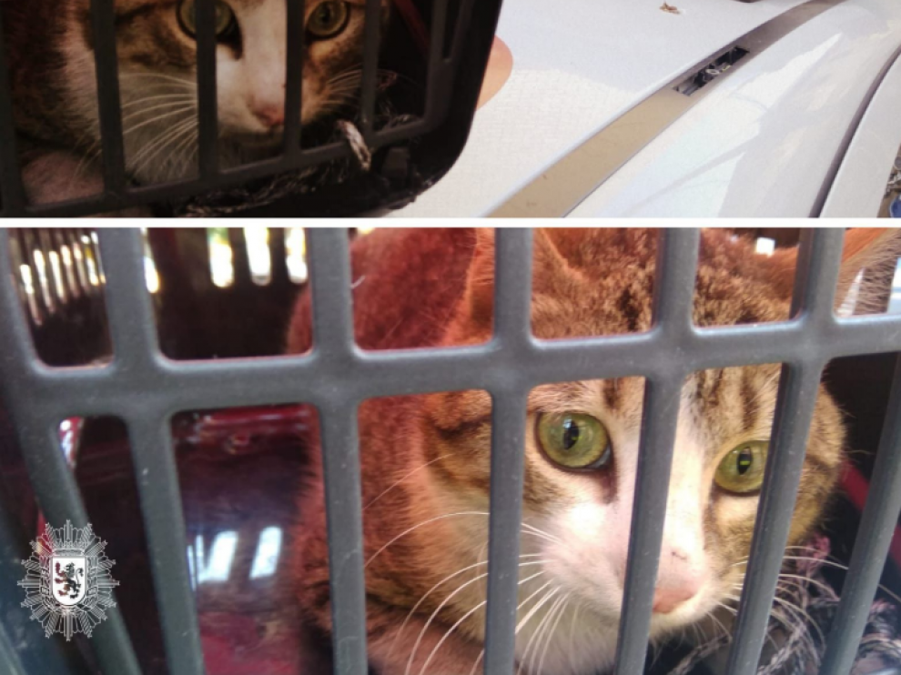 El gato fue recogido y trasladado a una protectora.