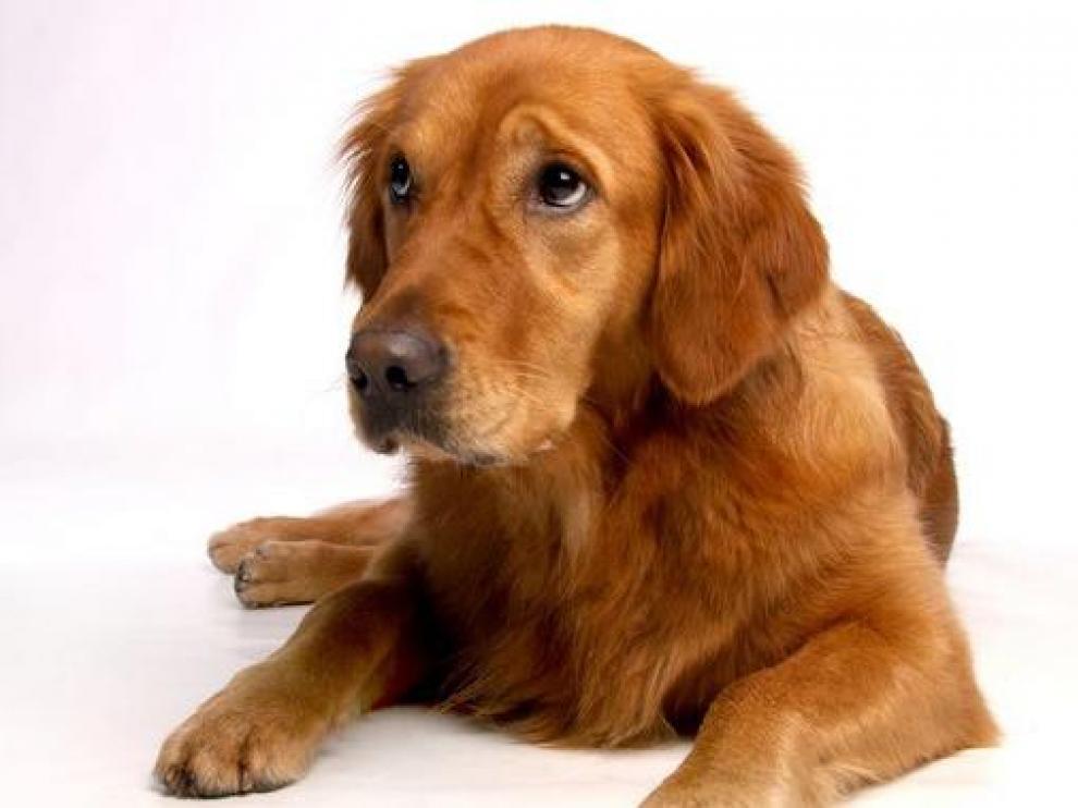 Con una simple mirada sabemos qué quieren nuestras mascotas. / Pixabay