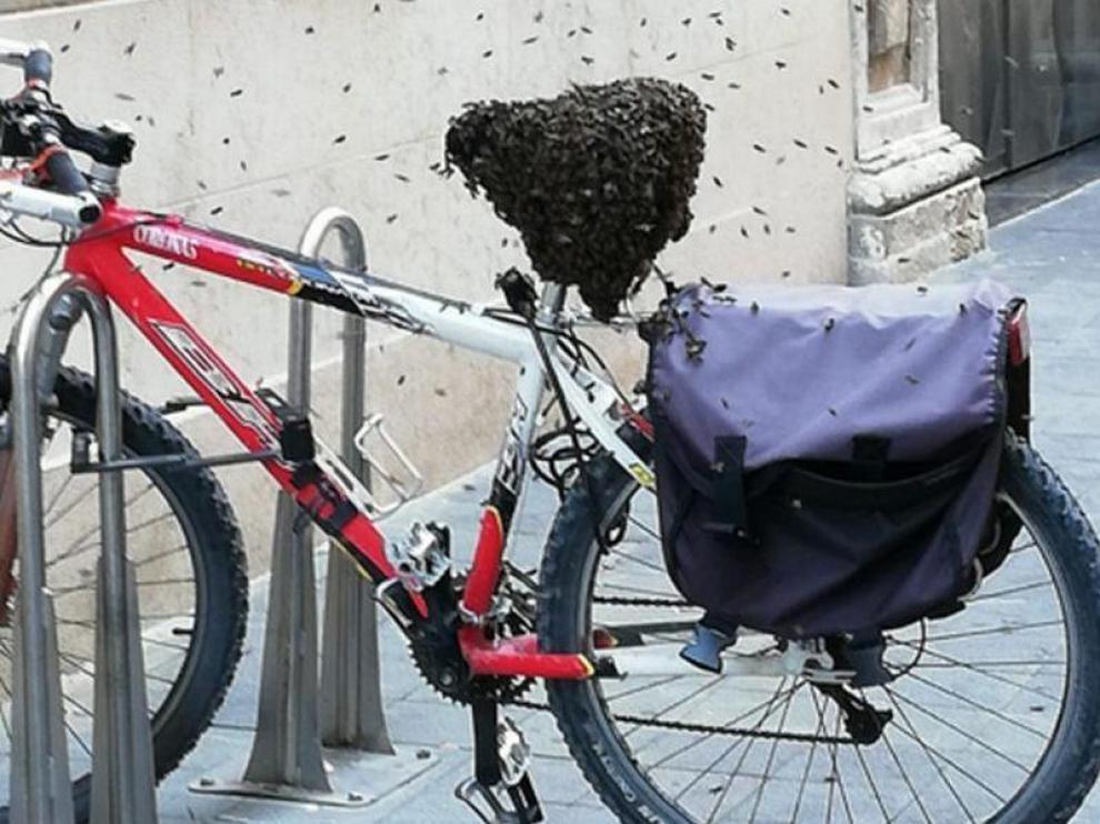 Enjambre de abejas en una bicicleta aparcada en Zaragoza.