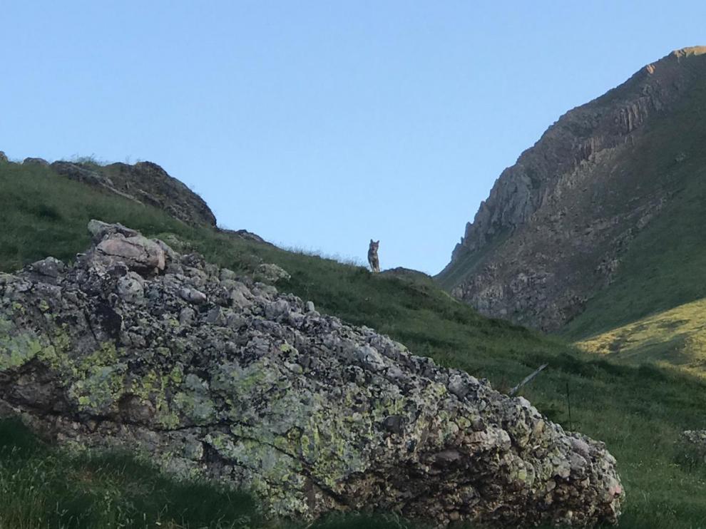 Imagen captada por los cazadores en el monte de Bisaurri.