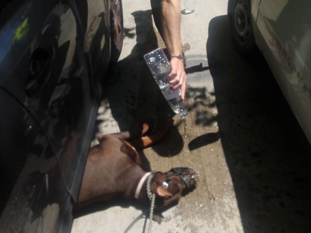 Los agentes de la Policía Local han proporcionado agua al perro deshidratado en la calle Océano Atlántico.