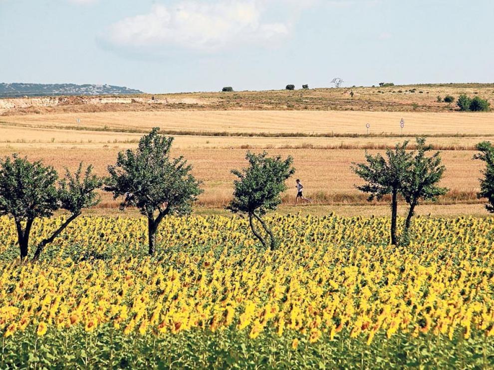Se estima que hay 14.900 hectáreas cultivadas de girasol en Aragón