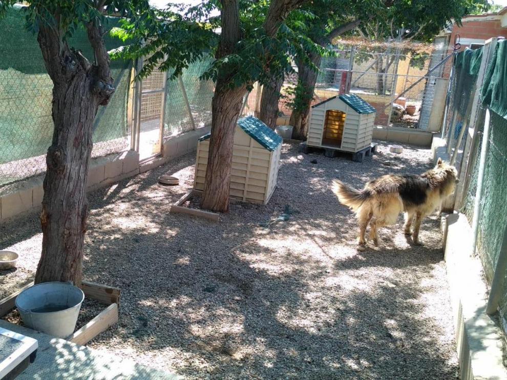 El Centro Municipal de Protección Animal de Zaragoza, este miércoles por la mañana