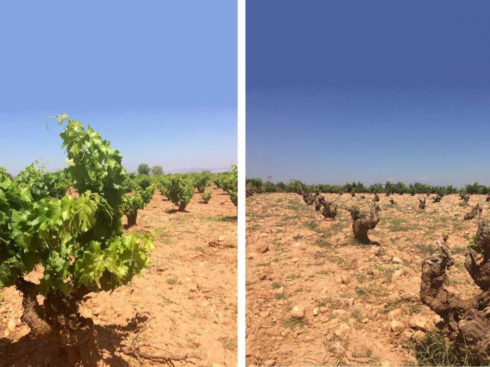 Dos hileras de vides del mismo viñedo. Las de la derecha han sufrido el paso de los conejos.