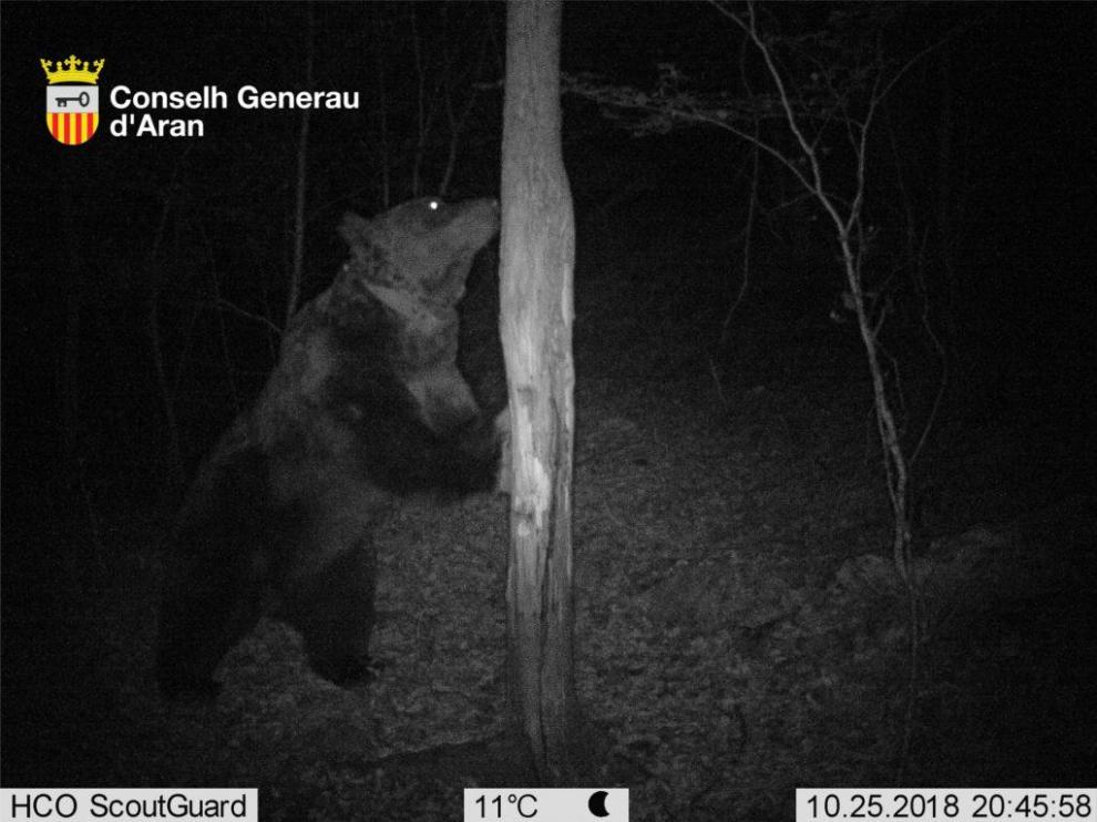 Una fotografía del oso Goiat tomada en Cataluña.