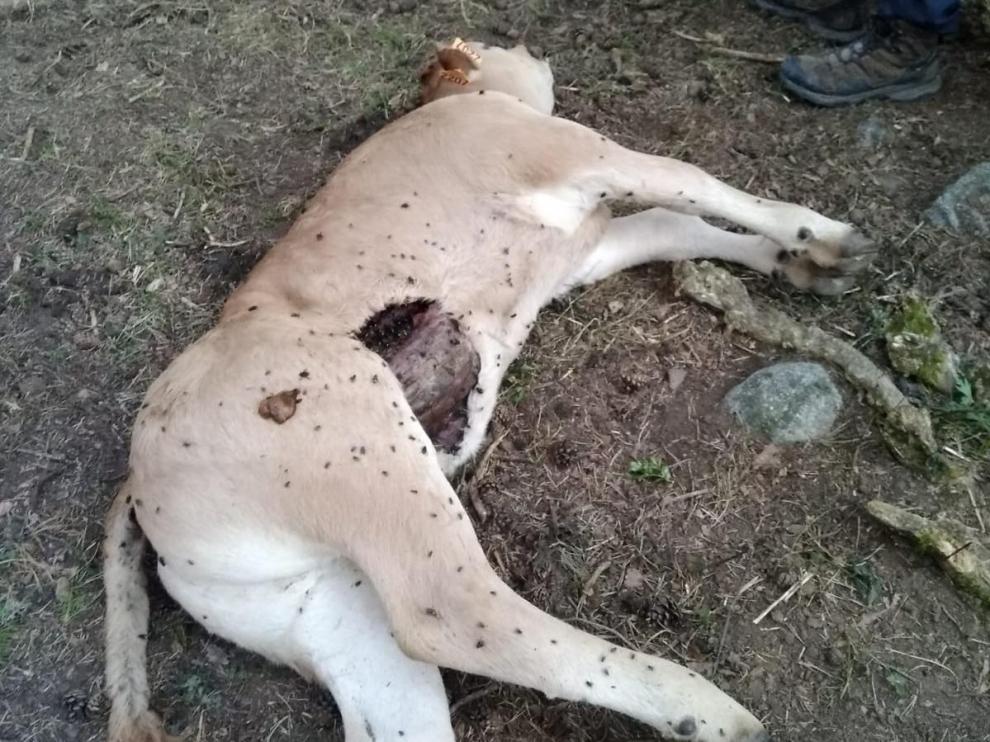 Uno de los terneros atacados por el oso Goiat en Plan el jueves.