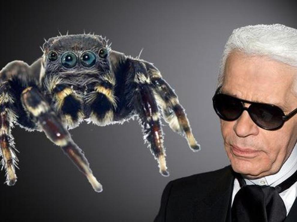 Jotus karllagerfeldi es la nueva especie de araña saltarina, nombrada en honor al icono de la moda Karl Lagerfeld