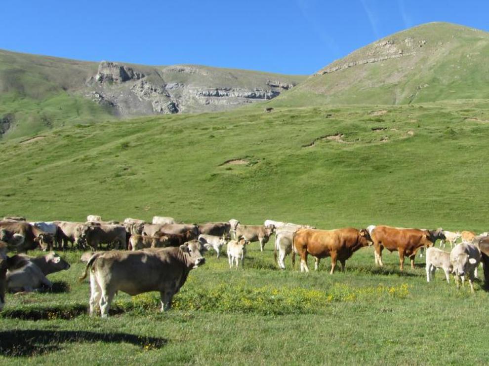 En la imagen, ejemplares de vacas nodrizas en la comarca de La Jacetania.