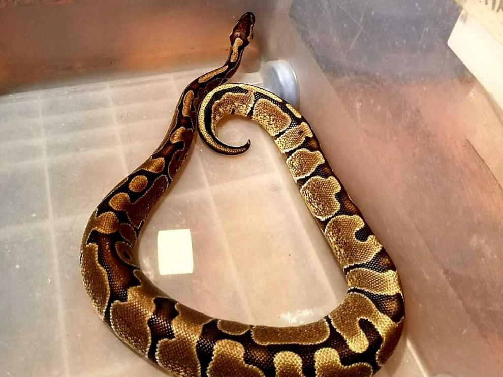 La pitón real suele utilizarse como mascota porque es muy tranquila y es de pequeño tamaño.
