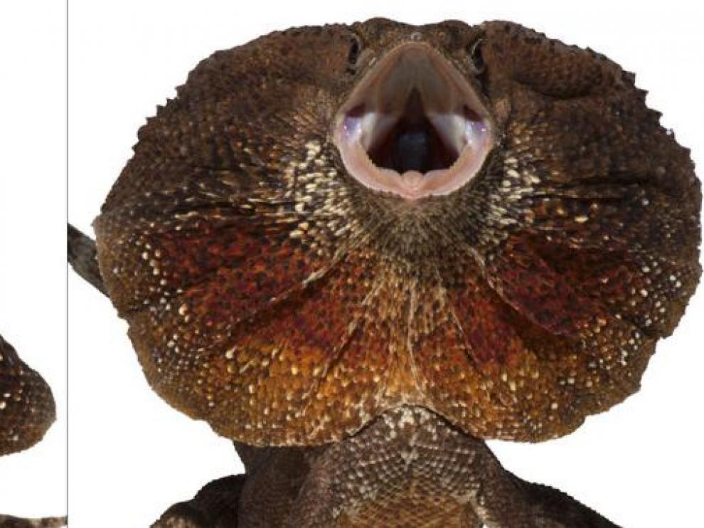 Cuello replegado (izquierda) y abierto (derecha) del clamidosaurio de King