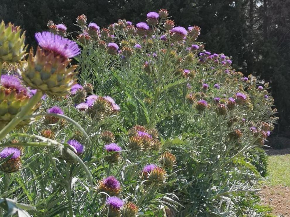 Flor del cardo