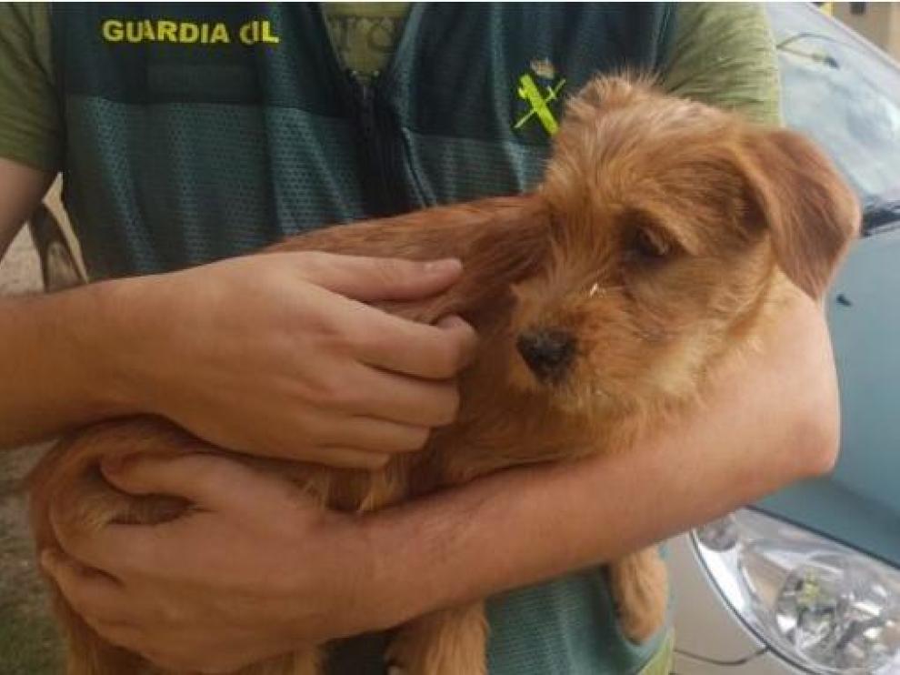 Cachorro en brazos de un agente de la Guardia Civil.