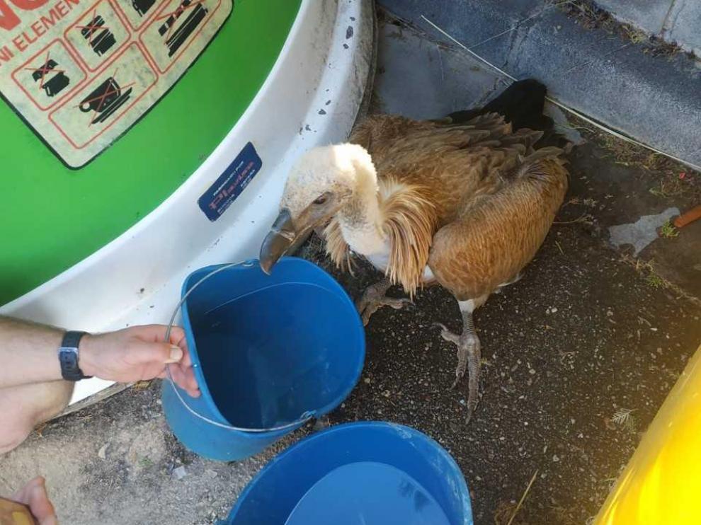 Buitre rescatado en Alhama de Aragón.